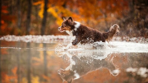 dogs2_0381.jpg
