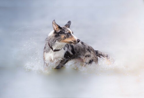dogs2_0383.jpg