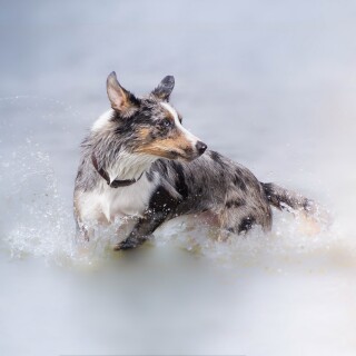 dogs2_0383