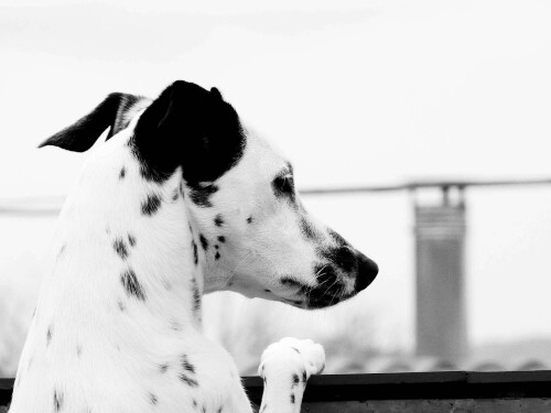 dogs2_0390.jpg
