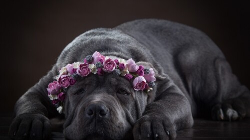 dogs2_0395.jpg