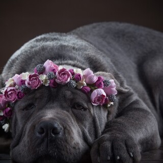 dogs2_0395