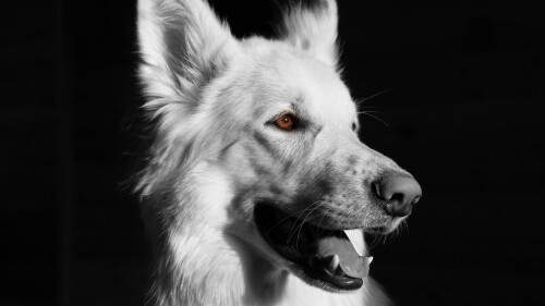 dogs2_0401.jpg