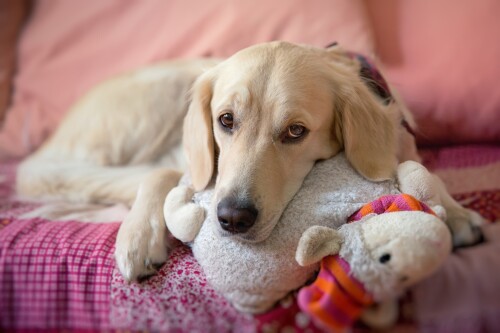 dogs2_0407.jpg