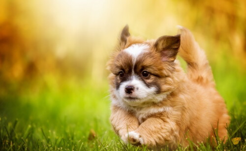 dogs2_0415.jpg