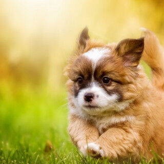 dogs2_0415