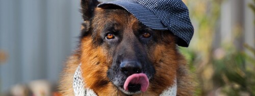 dogs2_0421.jpg