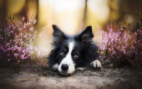 dogs2_0422.jpg