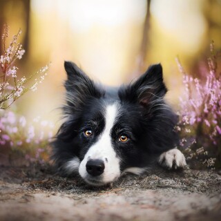 dogs2_0422