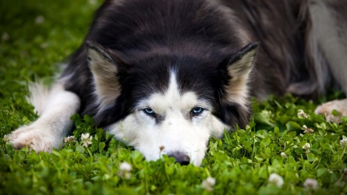dogs2_0427.jpg