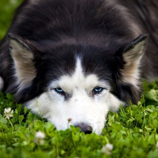 dogs2_0427