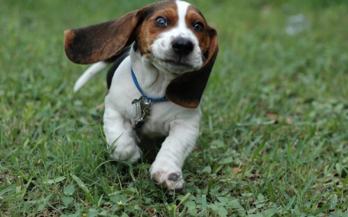 dogs2_0436.jpg