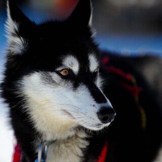 dogs2_0444