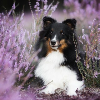 dogs2_0445