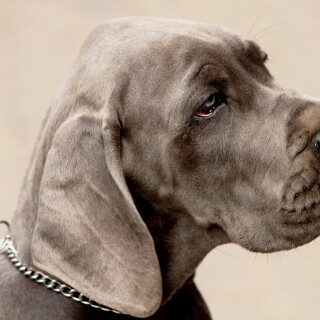 dogs2_0446