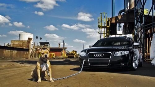 dogs2_0447.jpg