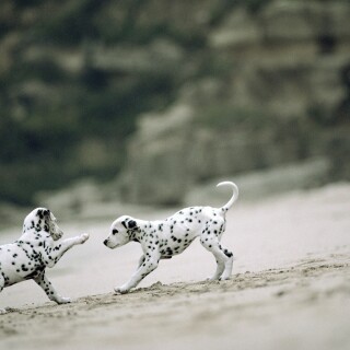 dogs2_0453