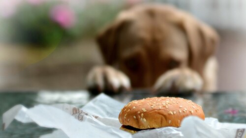 dogs2_0454.jpg