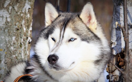 dogs2_0458.jpg