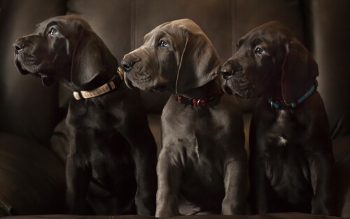 dogs2_0462.jpg