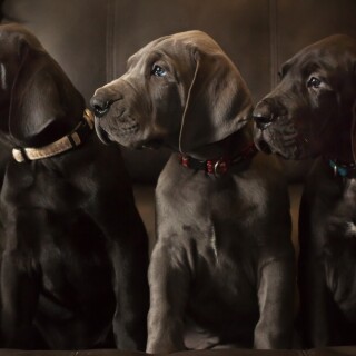 dogs2_0462