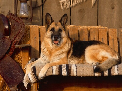 dogs2_0463.jpg