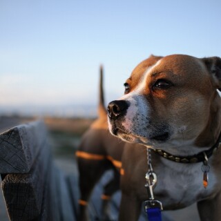 dogs2_0464
