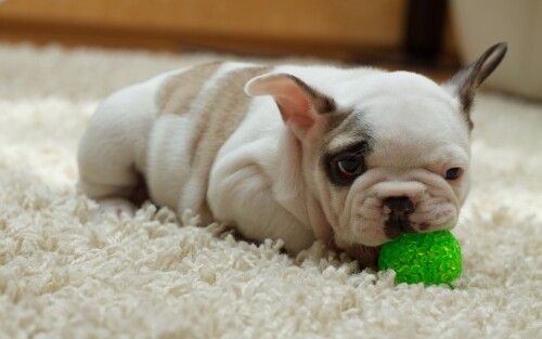 dogs2_0465.jpg