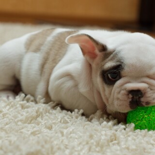 dogs2_0465