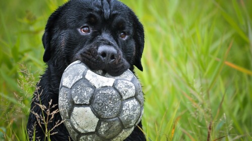 dogs2_0466.jpg