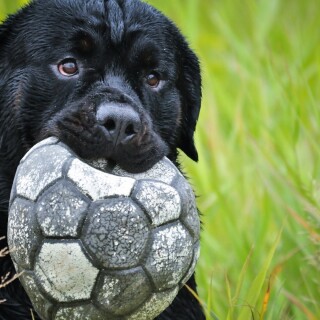 dogs2_0466