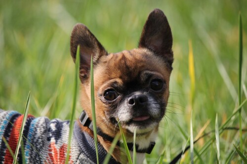 dogs2_0467.jpg