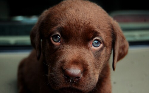 dogs2_0471.jpg