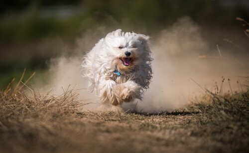 dogs2_0472.jpg