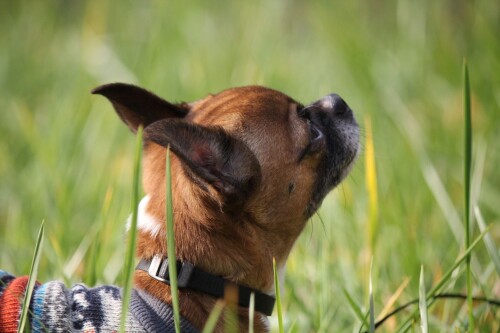 dogs2_0475.jpg