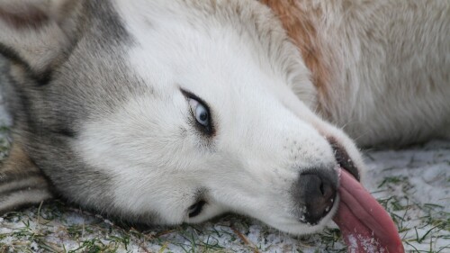 dogs2_0478.jpg