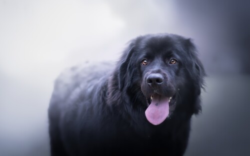 dogs2_0480.jpg