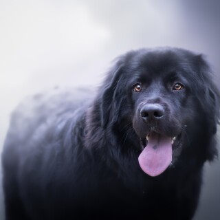 dogs2_0480