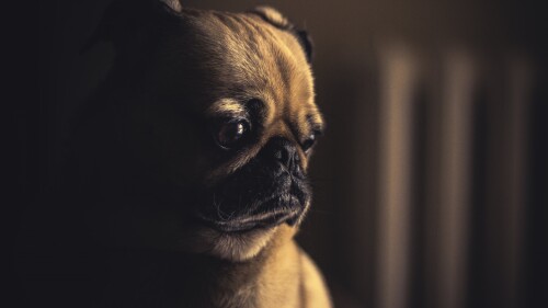dogs2_0481.jpg