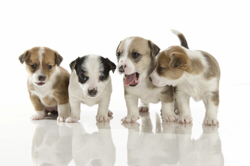dogs2_0482.jpg