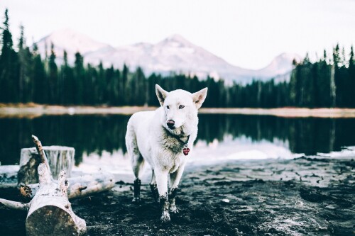 dogs2_0485.jpg
