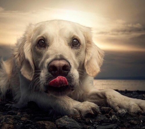 dogs2_0488.jpg