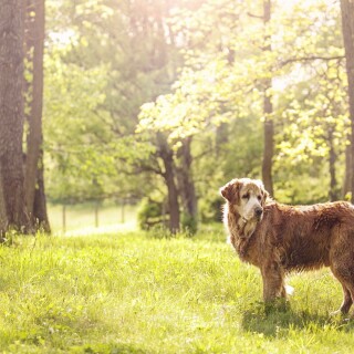 dogs2_0491