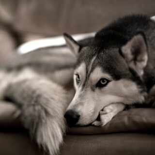 dogs2_0497