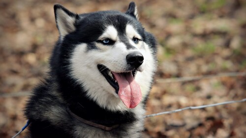 dogs2_0502.jpg