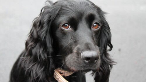 dogs2_0503.jpg
