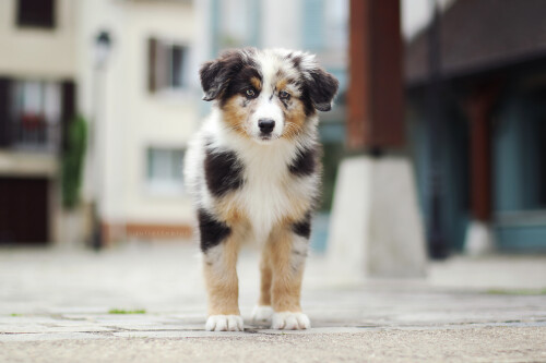 dogs2_0506.jpg