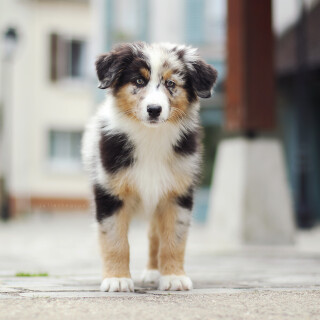 dogs2_0506
