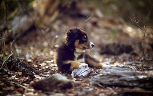 dogs2_0514.jpg