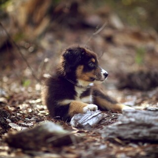 dogs2_0514